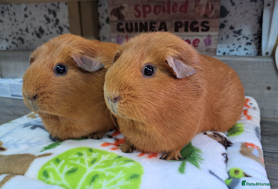 Guinea Pig rodents for sale: Guinea pigs female - Leeds LS27 area - Image 2