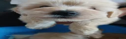 Jackapoo dogs for sale: Cockapoo puppy in Witney - Advert 14