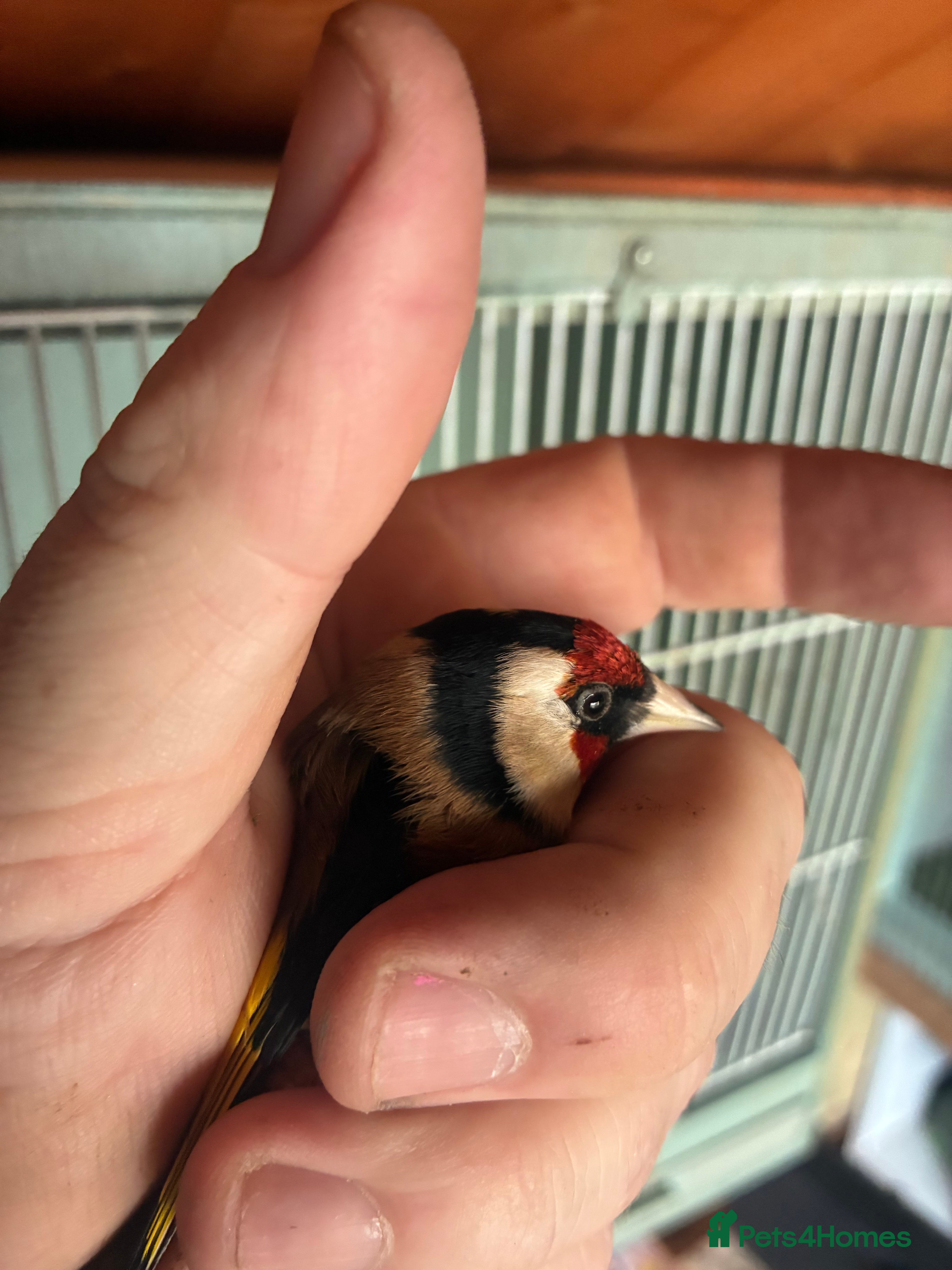 Finches birds Goldfinch  - Advert 1