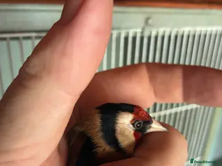 Finches birds Goldfinch - Advert 1