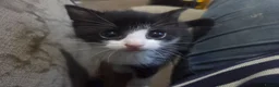 Mixed Breed cats for sale: 2 lovely 8 week old kittens  - Advert 1