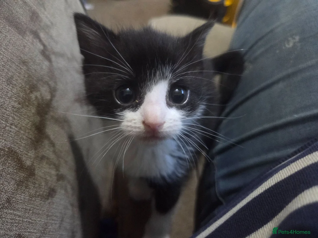 Mixed Breed cats for sale: 2 lovely 8 week old kittens  - Advert 1