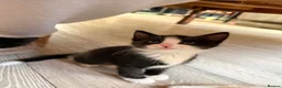 Mixed Breed cats for sale: 5 beautiful playful kittens  - Advert 3
