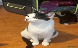 Mixed Breed cats for sale: 8 week old kittens - Image 6