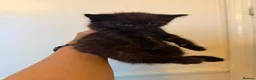 British Shorthair cats for sale: 5 British Shorthair kittens (MIXED) in London - Advert 7