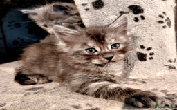 Maine Coon cats for sale: Stunnig Maine coon kittens  - Image 10