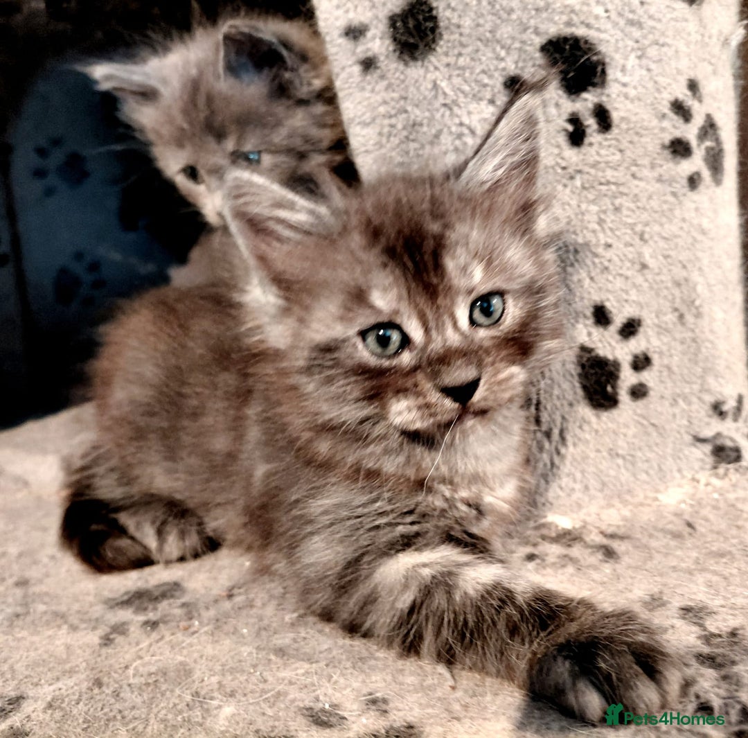 Maine Coon cats for sale: Stunnig Maine coon kittens  - Image 10