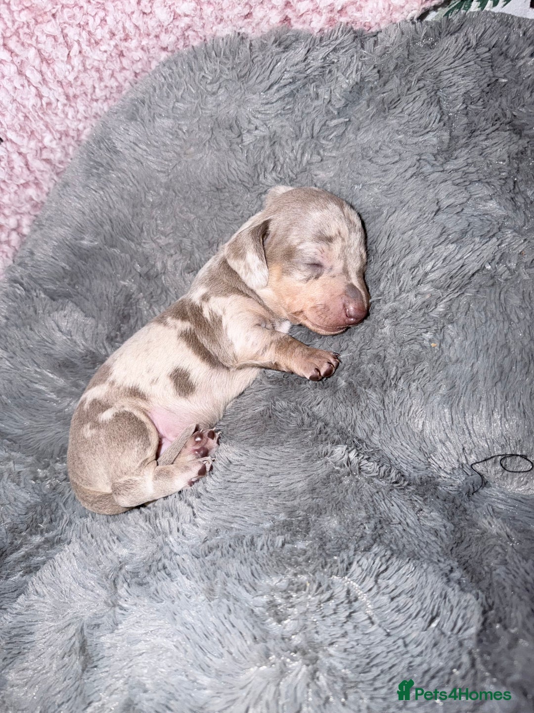 Miniature Dachshund dogs for sale: Stunning kc reg miniature dachshund puppies - Advert 24