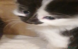 Mixed Breed cats for sale: Absolutely Gorgeous, Affectionate,playful kittens  - Image 7