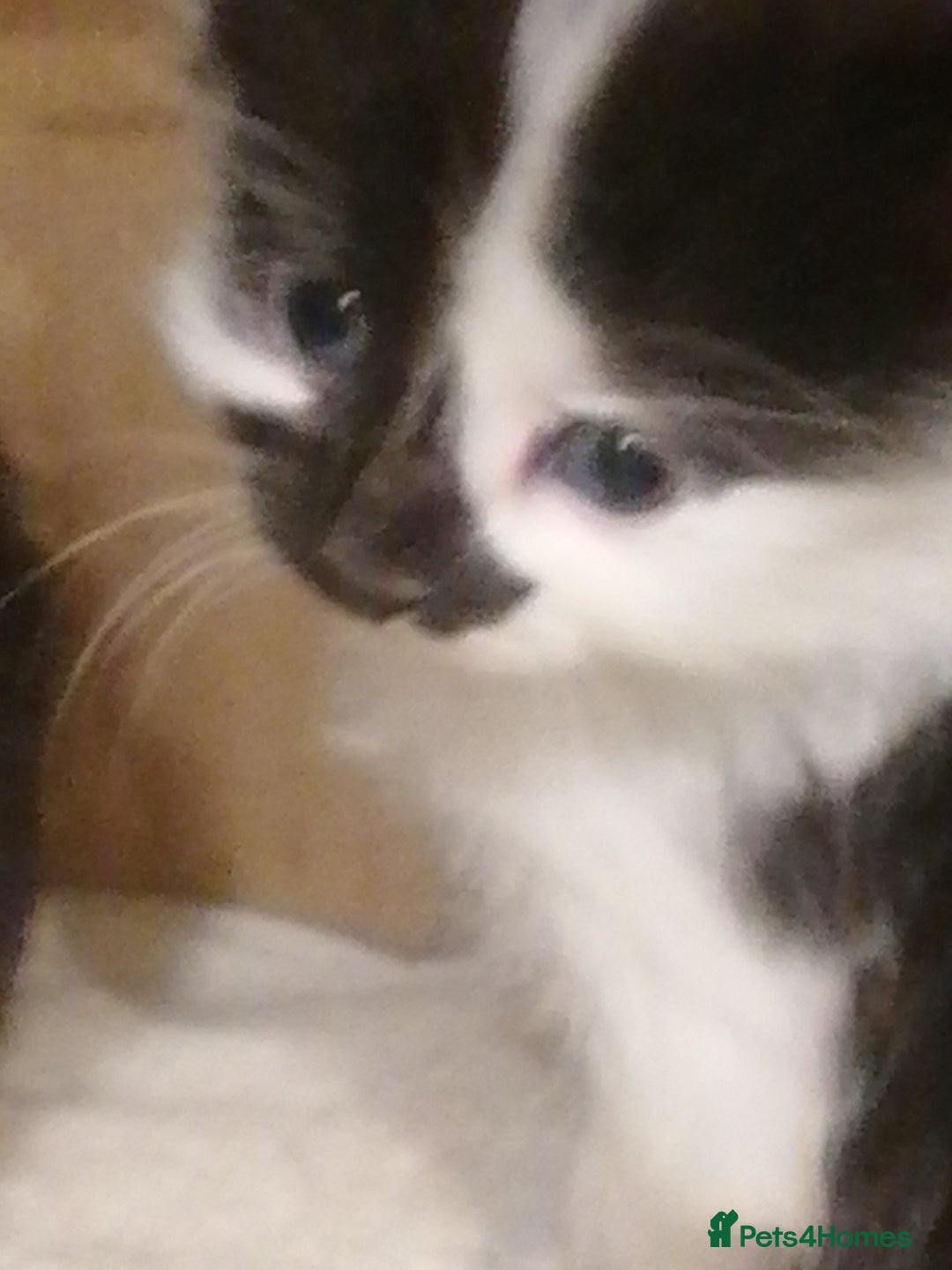 Mixed Breed cats for sale: Absolutely Gorgeous, Affectionate,playful kittens  - Image 7