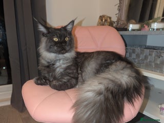 Maine Coon cats Tica active black smoke mainecoon - Advert 2