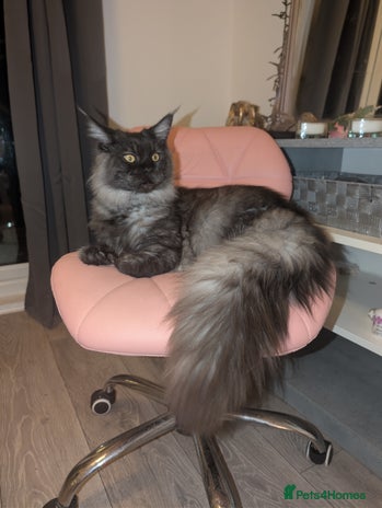 Maine Coon cats Tica active black smoke mainecoon - Advert 1