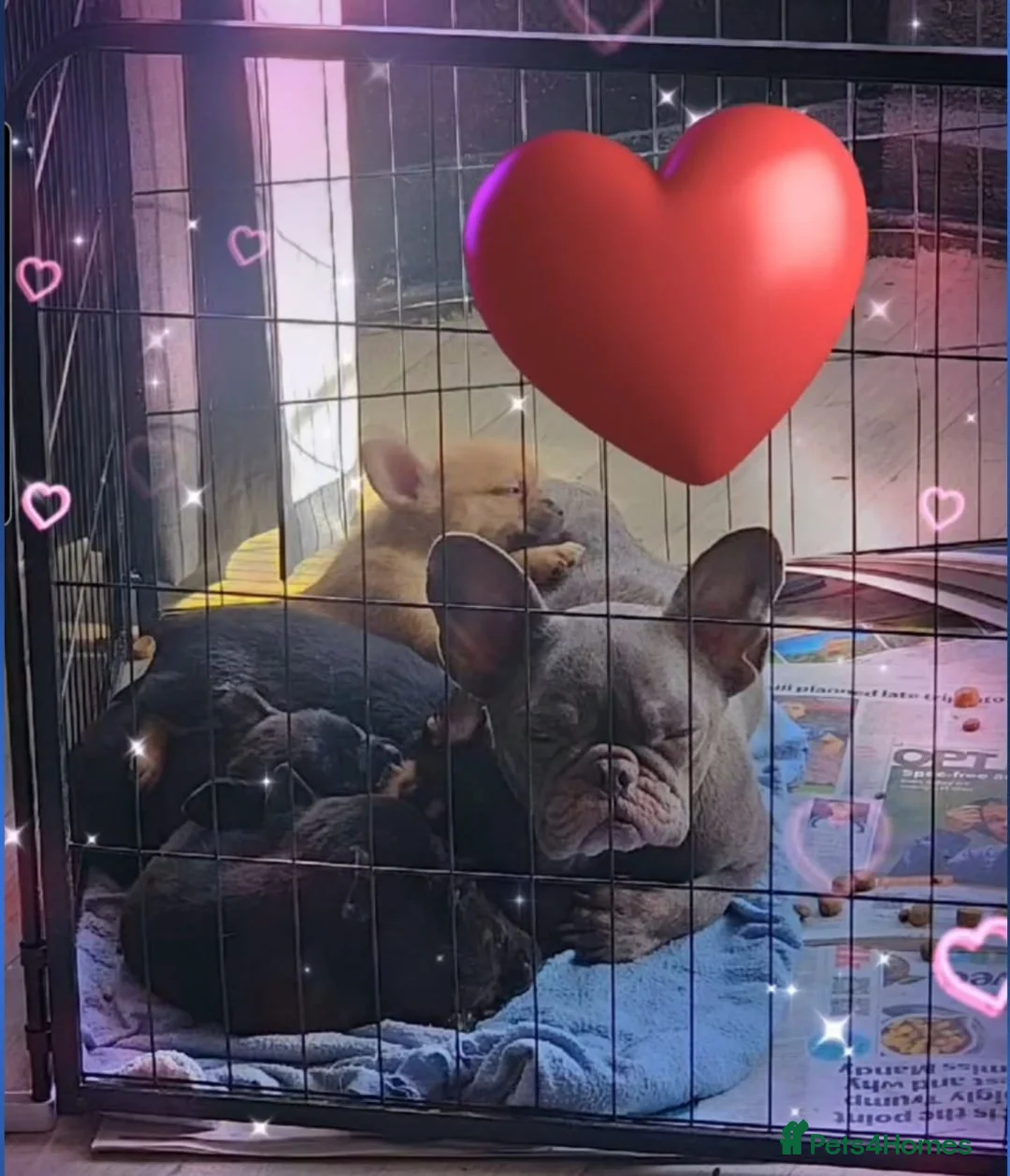 French Bulldog dogs for sale: ❤️⭐️ ONE Frenchie Pom GIRL LEFT ❤️⭐️ - Advert 20
