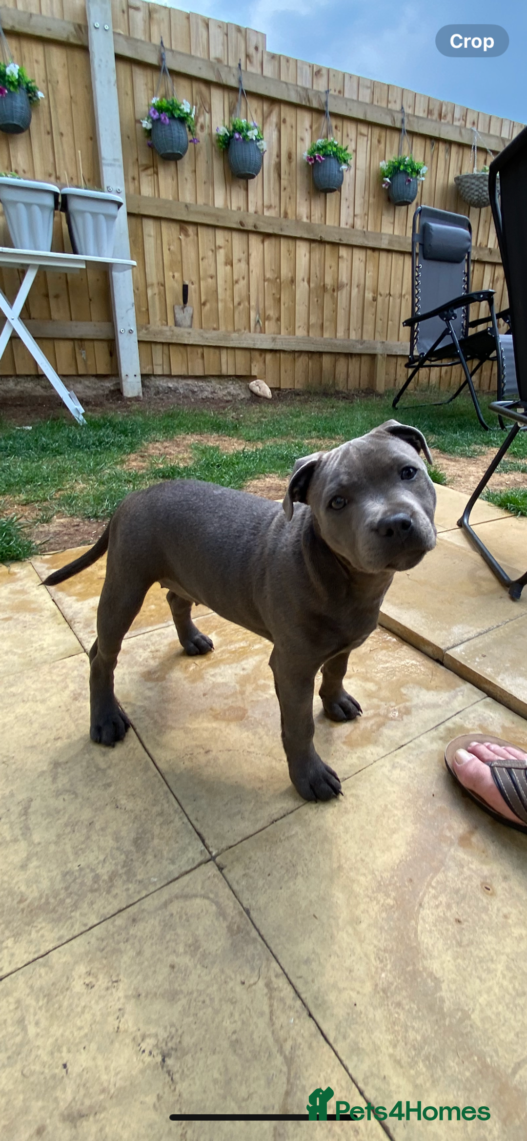 Staffordshire Bull Terrier dogs for sale: 11 months old Staffordshire bull terrier bitch  - Advert 3