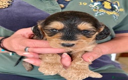 Cockapoo dogs for sale: Cockapoo puppies  - Image 17