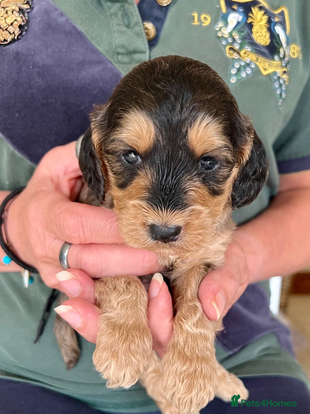 Cockapoo dogs for sale: Cockapoo puppies  - Image 17