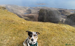 Border Collie dogs for sale: Border Collie looking for a new caring home - Image 9