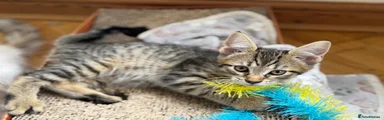 Maine Coon 1