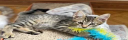 Maine Coon cats for sale: *Ready Now* Maine Coon X - Advert 2