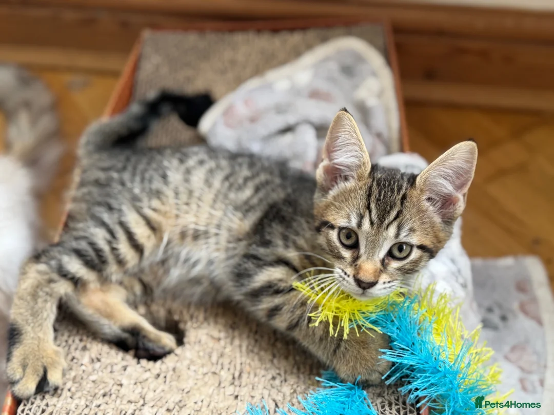 Maine Coon cats for sale: *Ready Now* Maine Coon X - Advert 2
