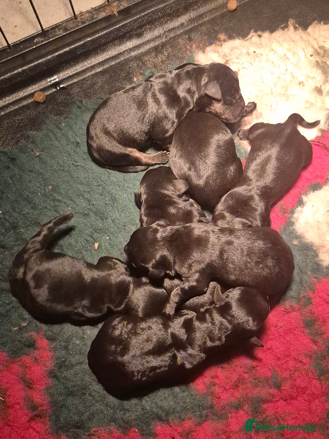 Cesky Terrier dogs for sale: CESKY TERRIER PUPPIES. advance notice - Advert 27