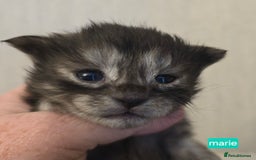Maine Coon cats for sale: Maine Coon Kittens Smokes Large Russian Lines - Image 14