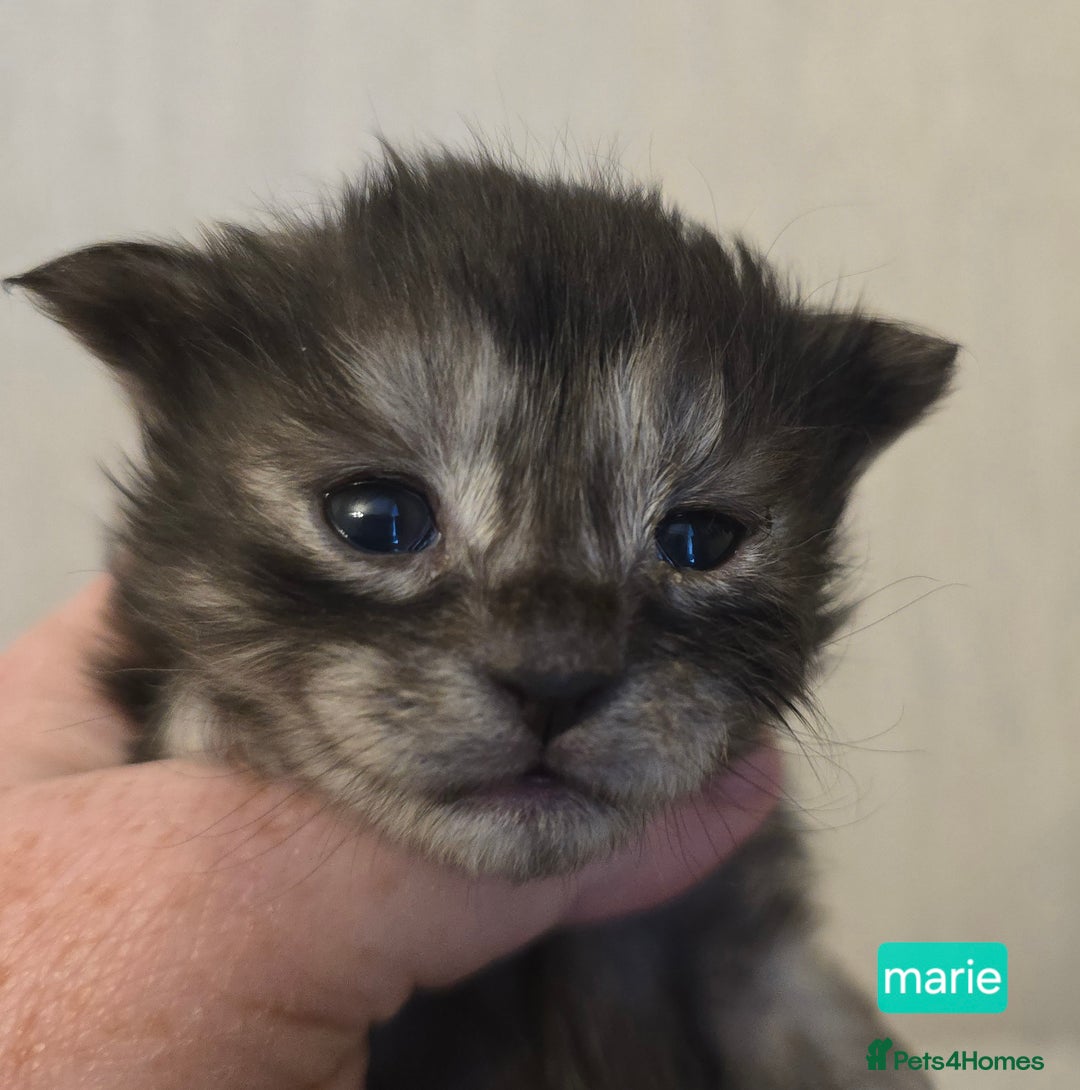 Maine Coon cats for sale: Maine Coon Kittens Smokes Large Russian Lines - Image 14