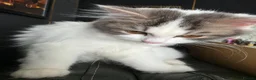 Persian cats for sale: 🐾 Beautiful Kitten Looking for Her Forever Home  - Advert 8