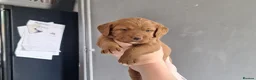 Labradoodle dogs for sale: Fox red labradoodle pups  - Advert 2