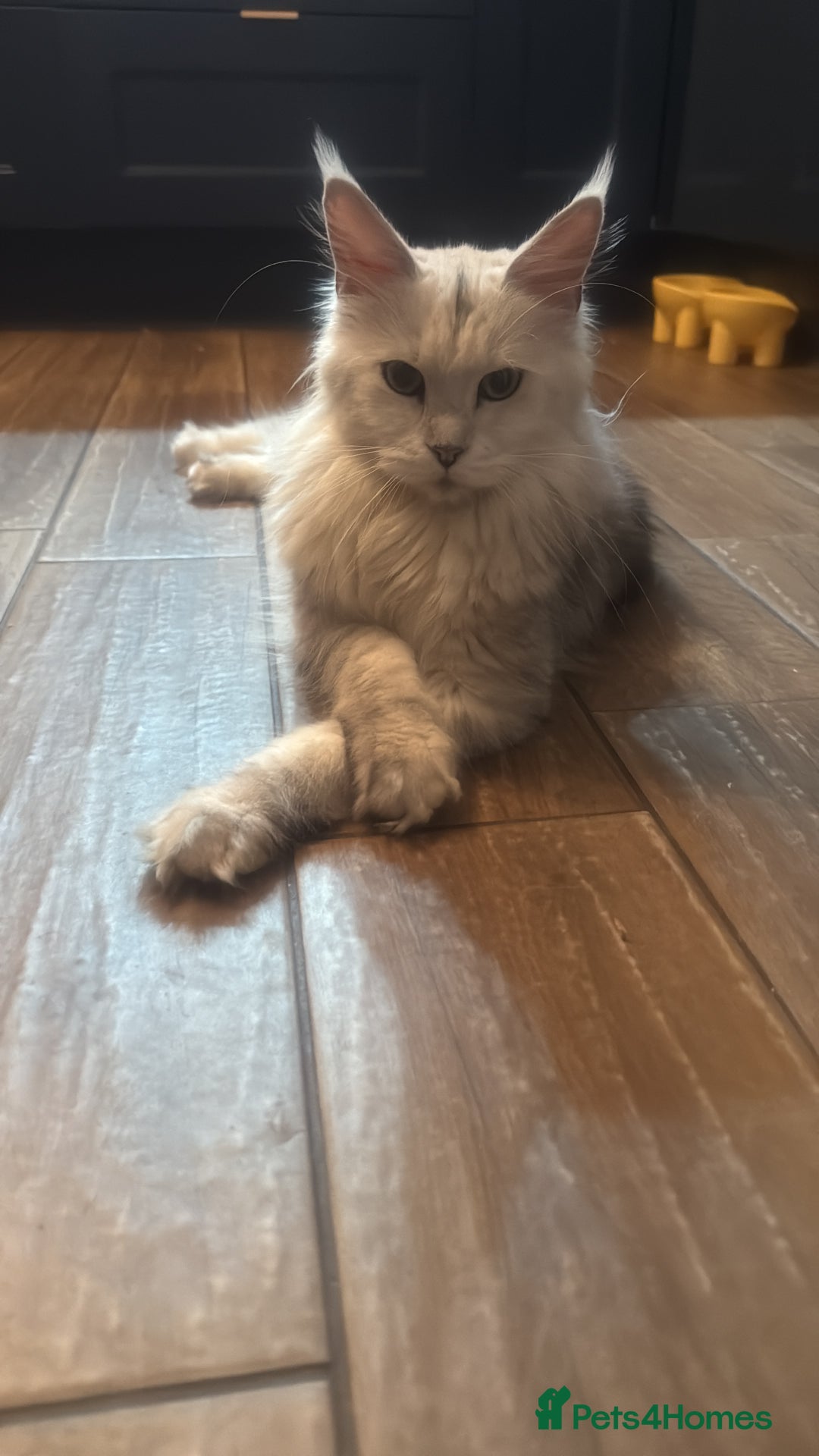 Maine Coon cats for sale: TICA  Mainecoone Black Silver Shaded UNIQUE ❤️🏅🏅 - Advert 7