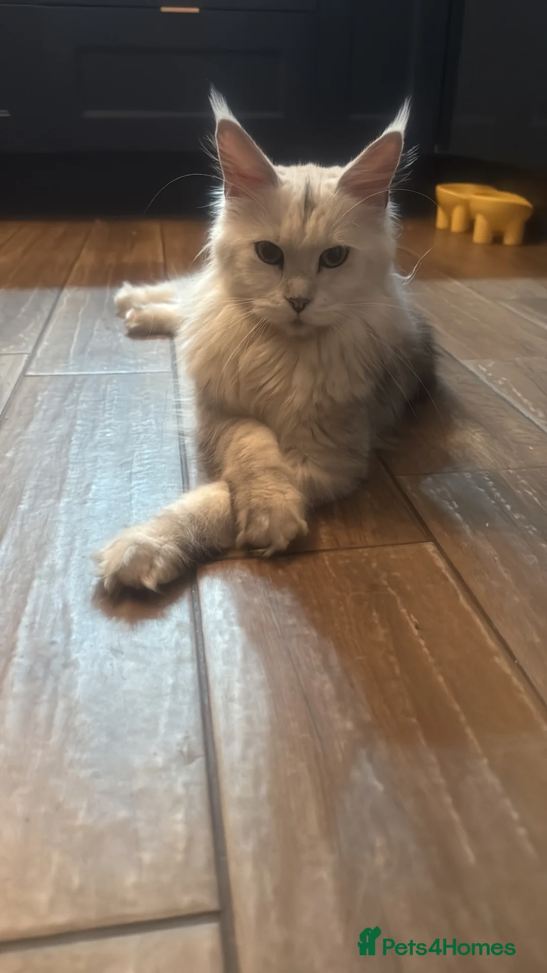 Maine Coon cats for sale: TICA  Mainecoone Black Silver Shaded UNIQUE ❤️🏅🏅 - Advert 11