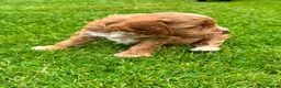 Cockapoo dogs for sale: Beautiful Cockapoos in Perth - Advert 13