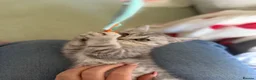 British Shorthair cats for sale: 🏆GCCF Rare Lilac Tabby  - Advert 24