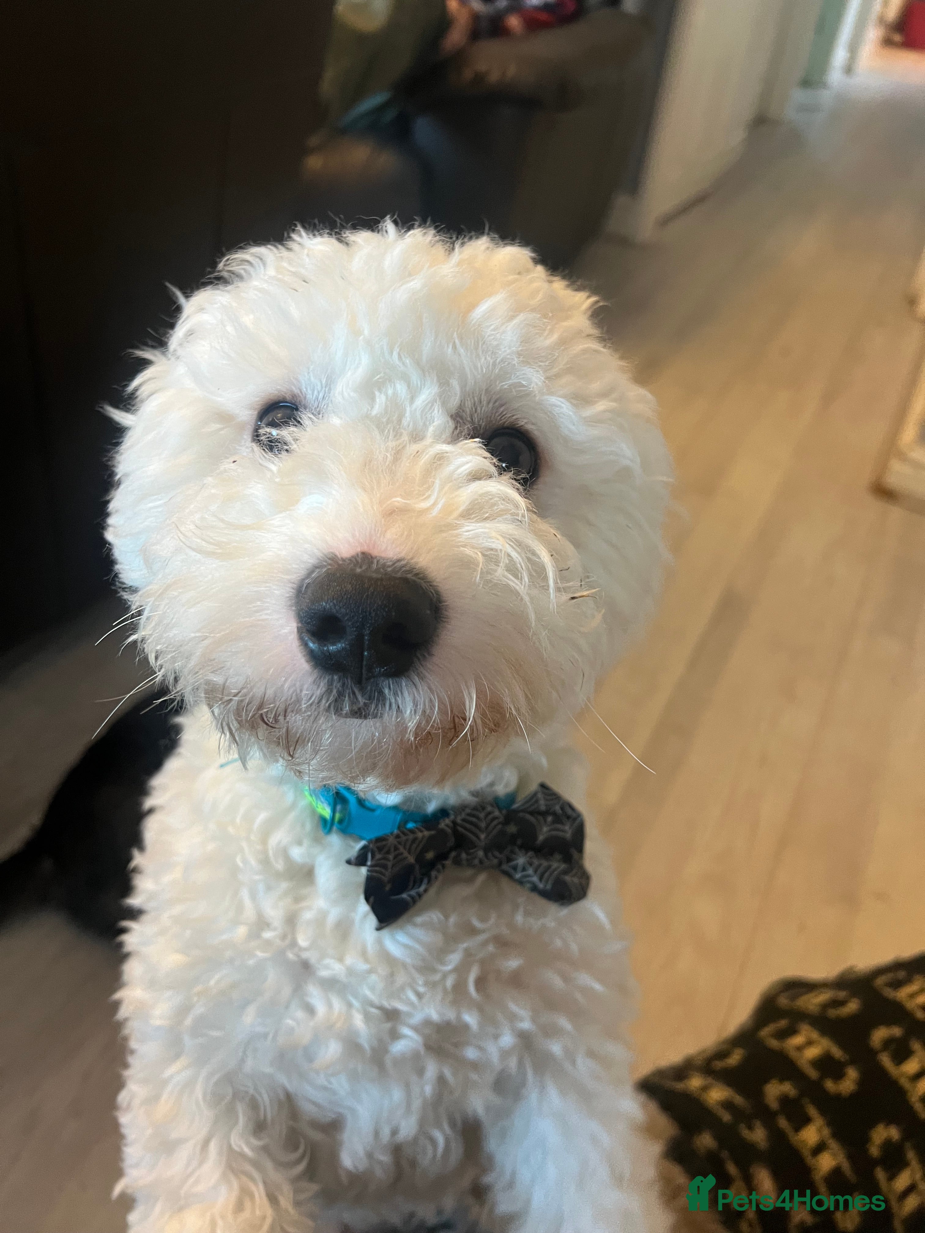 Mixed Breed dogs Maltese  - Advert 1