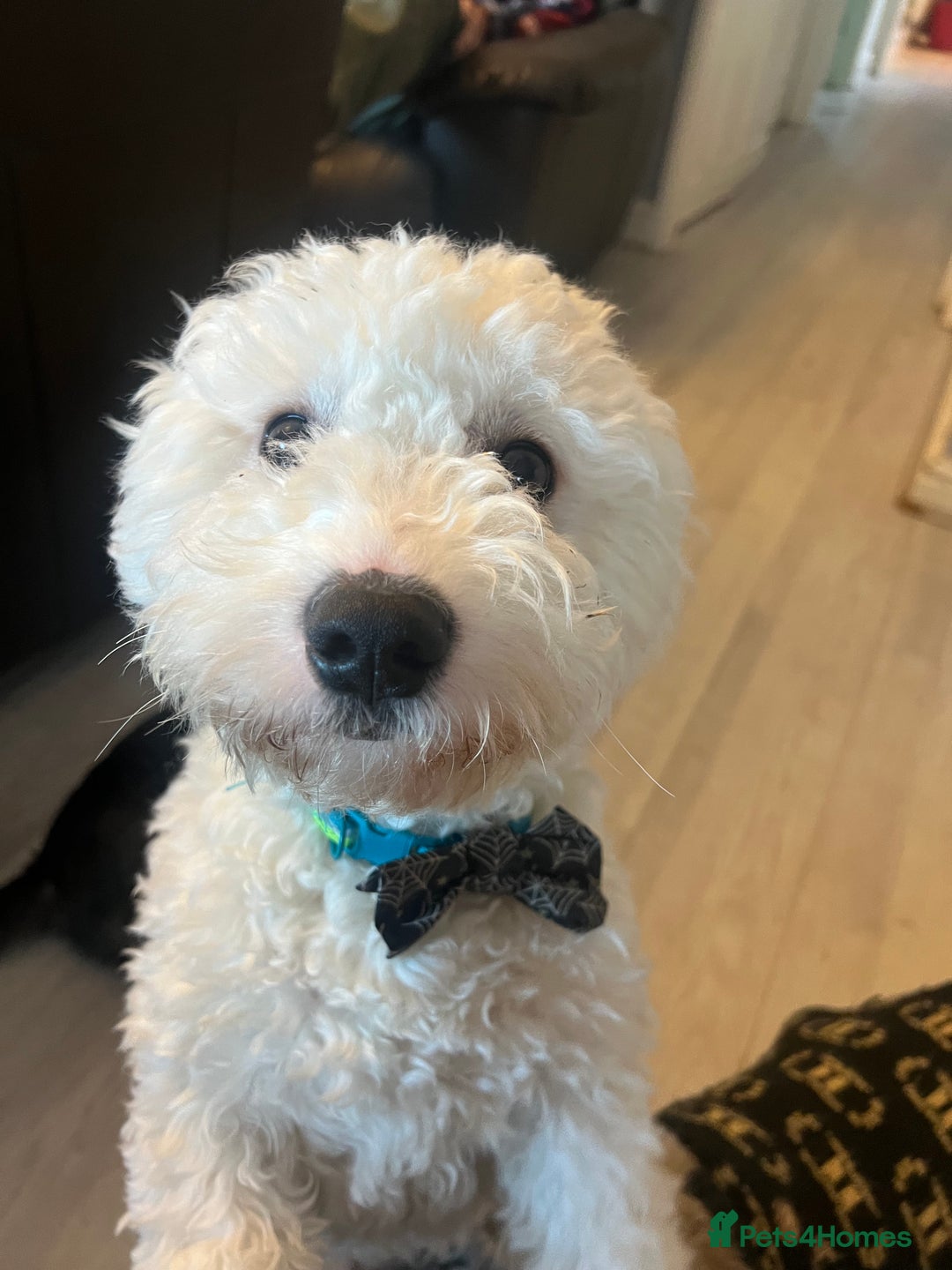 Mixed Breed dogs for sale: Maltese  - Advert 1