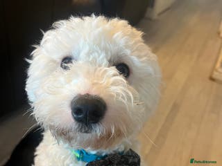 Mixed Breed dogs Maltese - Advert 2