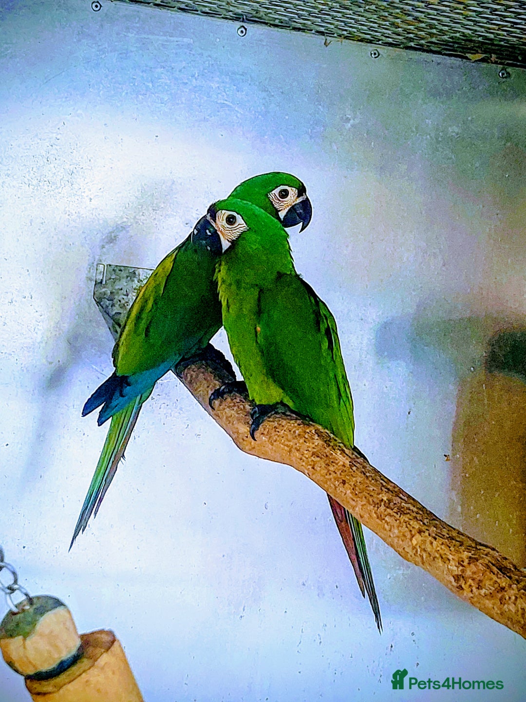 Macaws birds for sale: Chestnut fronted severe macaws - Image 10