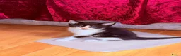 Mixed Breed cats for sale: 5 Kittens Available❤️ - Advert 3