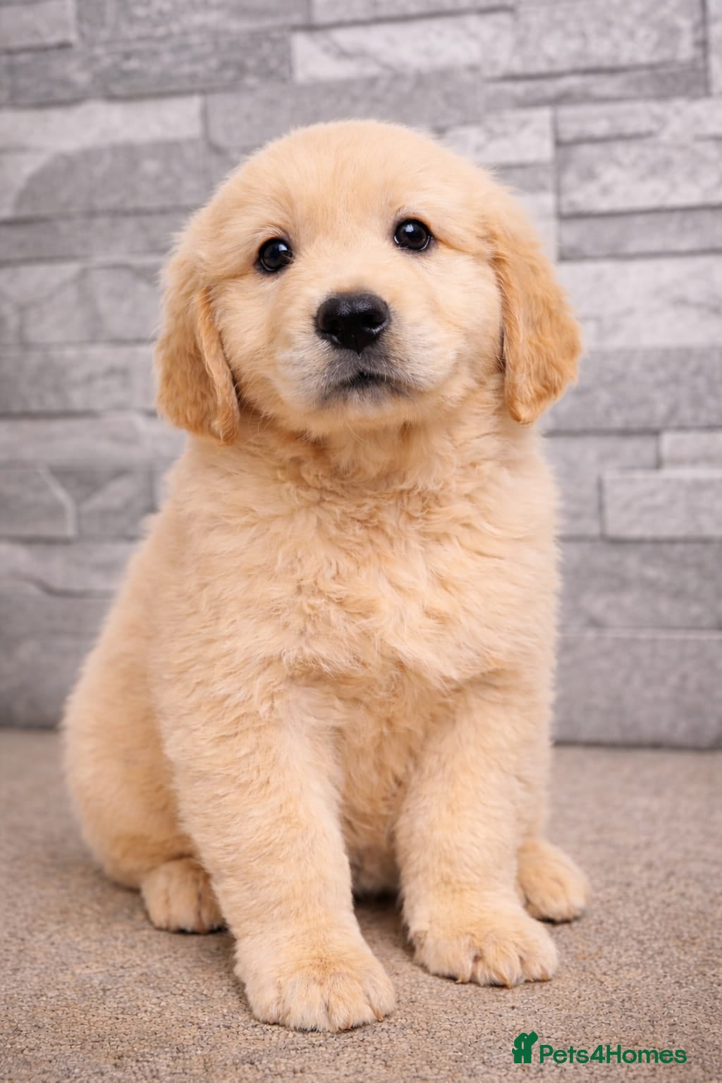 Golden Retriever dogs KC Golden Retriver READY NOW - Advert 7