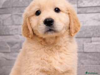 Golden Retriever dogs KC Golden Retriver READY NOW - Advert 7