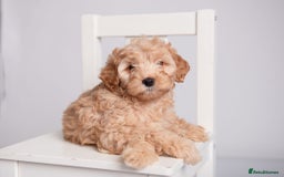 Cockapoo dogs for sale: Toy Cockapoo Puppies From DNA Health Tested Lines - Image 4