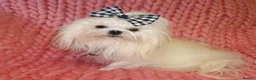 Maltese dogs for sale: Babydoll KC Registered Korean Maltese Adult Girl - Advert 13