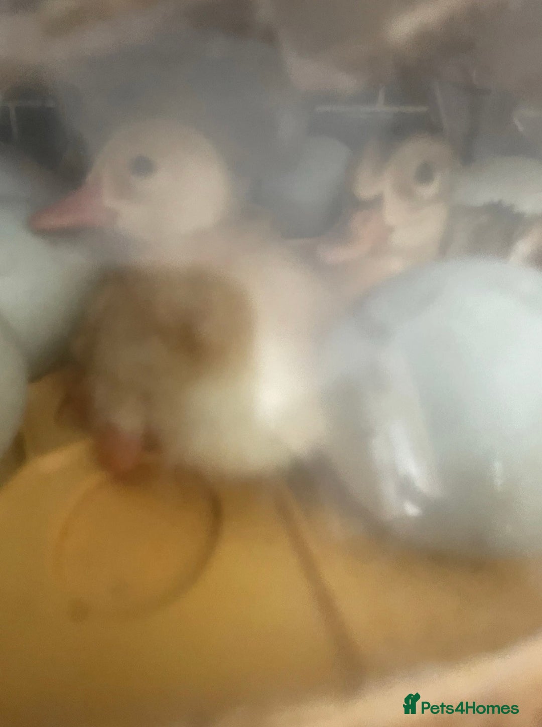 Ducks poultry for sale: 6 runner ducks for sale - Image 4