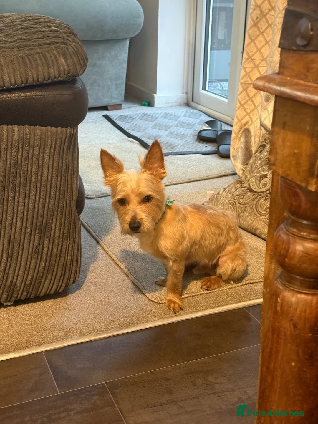 Chorkie dogs for sale: Chorkie male - Advert 1