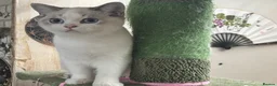 British Shorthair cats for sale: Full Pedigree Kittens available  - Advert 20