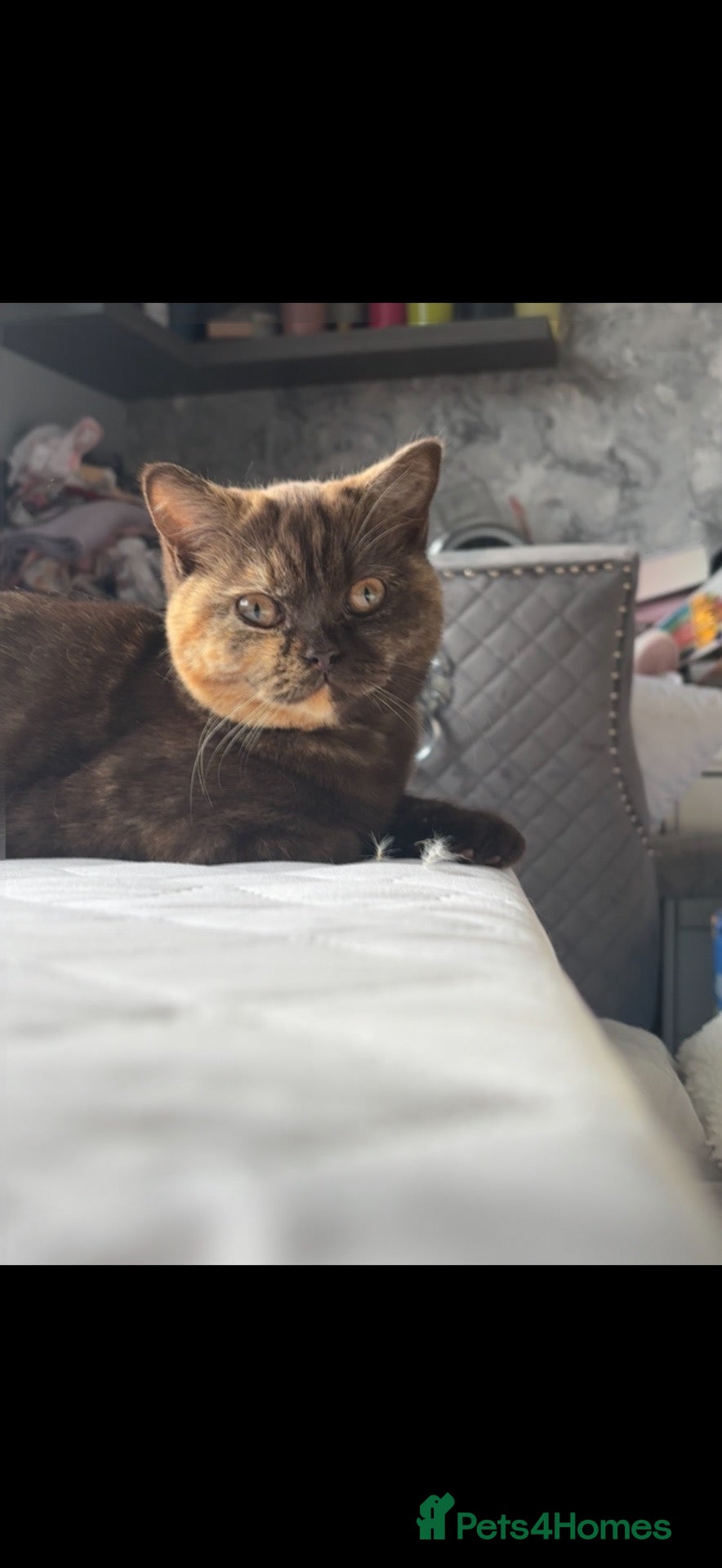 British Shorthair cats Stunning chocolate tortie  - Advert 3