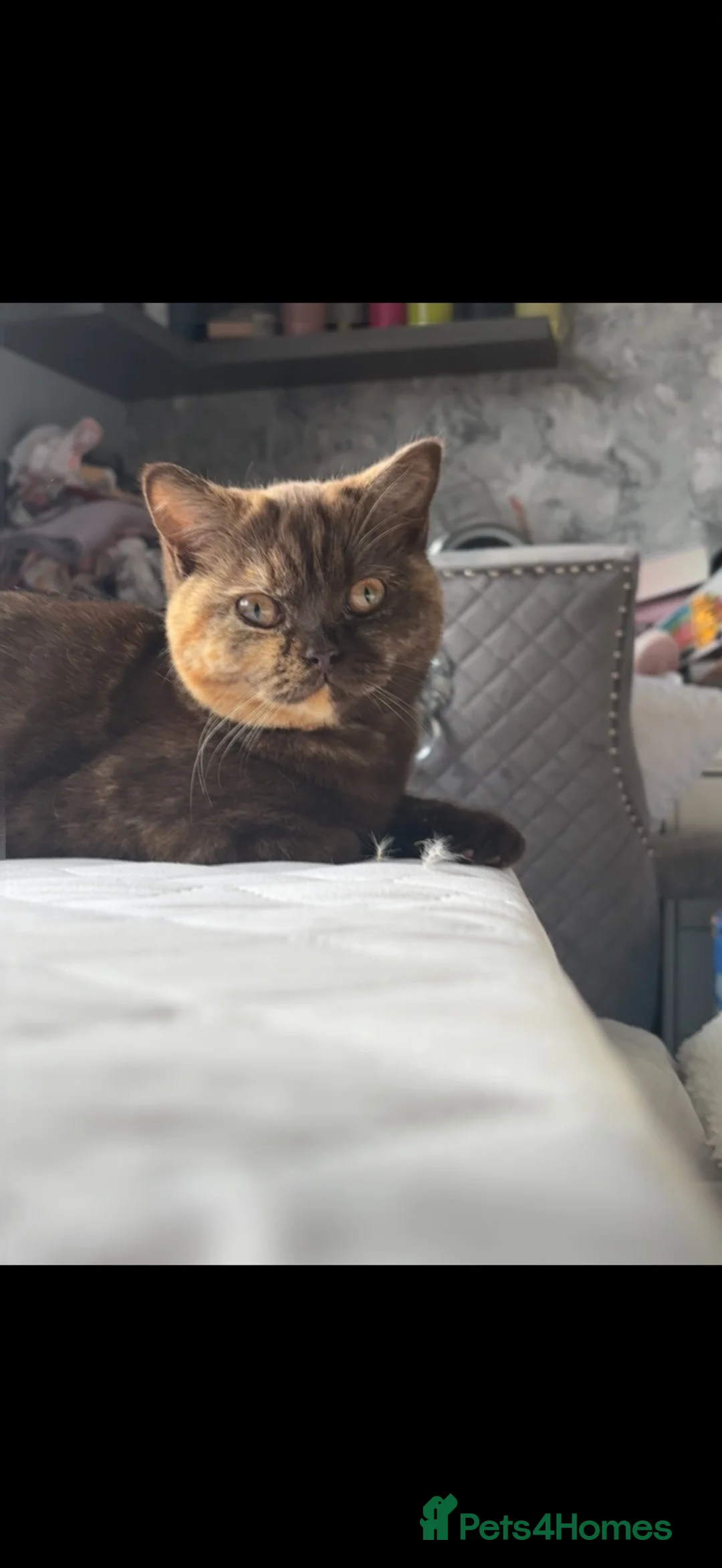 British Shorthair cats for sale: Stunning chocolate tortie  - Advert 1