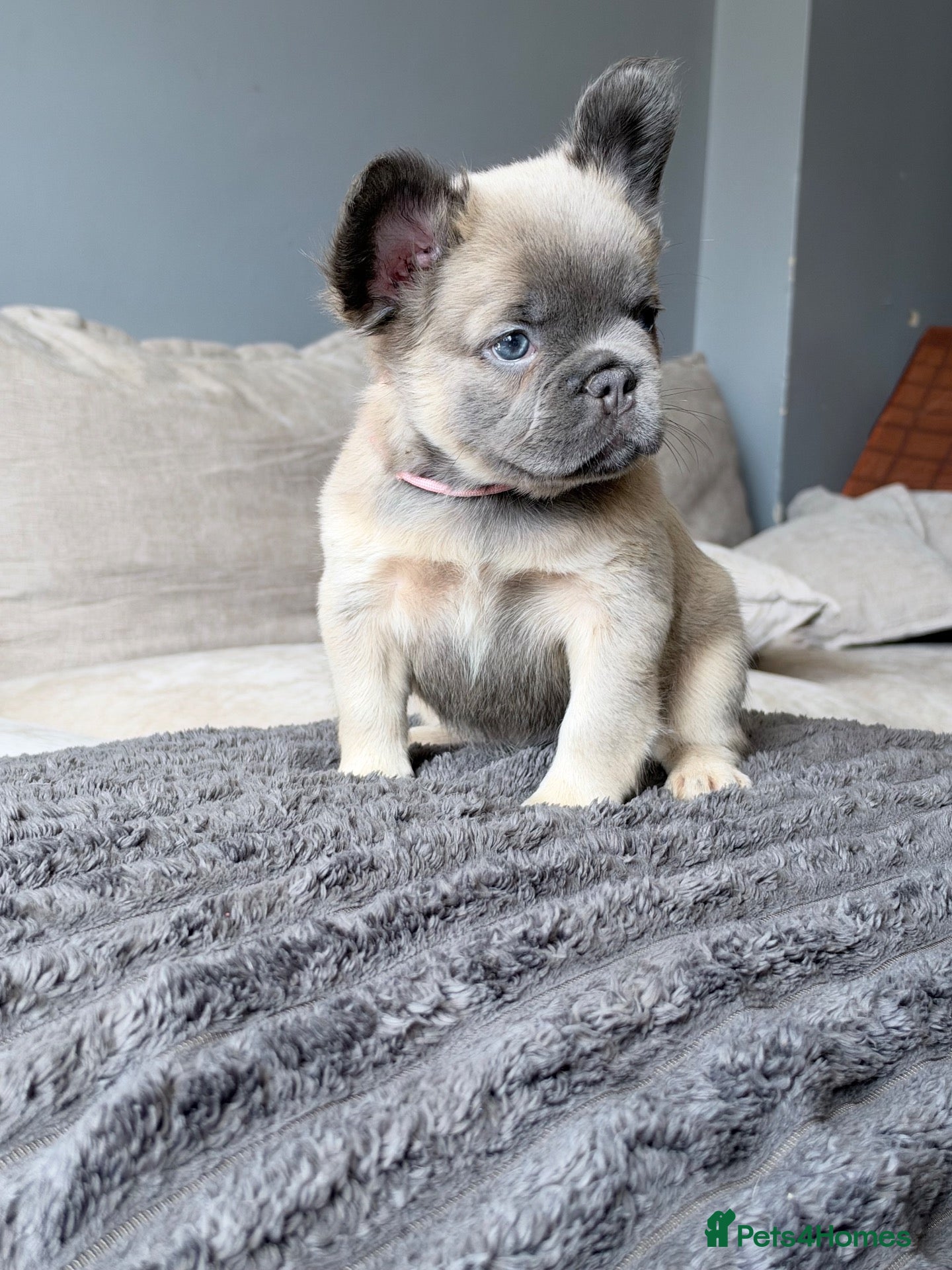 French Bulldog dogs KC Fluffy French Bulldogs  - Advert 4