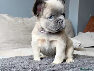 French Bulldog dogs KC Fluffy French Bulldogs - Advert 4