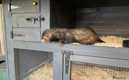 Ferret rodents for sale: Hob ferret - Image 1